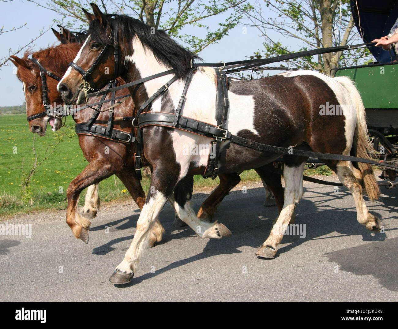 puissance de cheval Banque D'Images