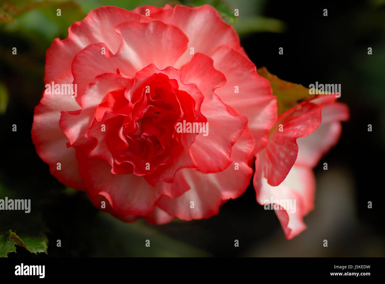 Macro Macro close-up admission vue en gros jardin fleur plante fleur Banque D'Images