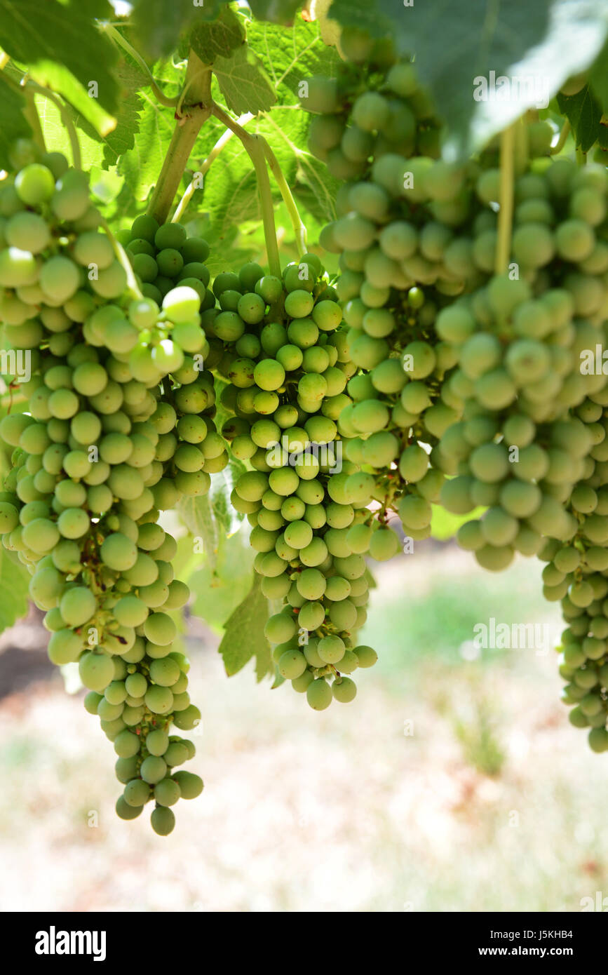 Les raisins pour le vin blanc sur des vignes dans un vignoble dans la vallée de Barossa en Australie du Sud. Banque D'Images