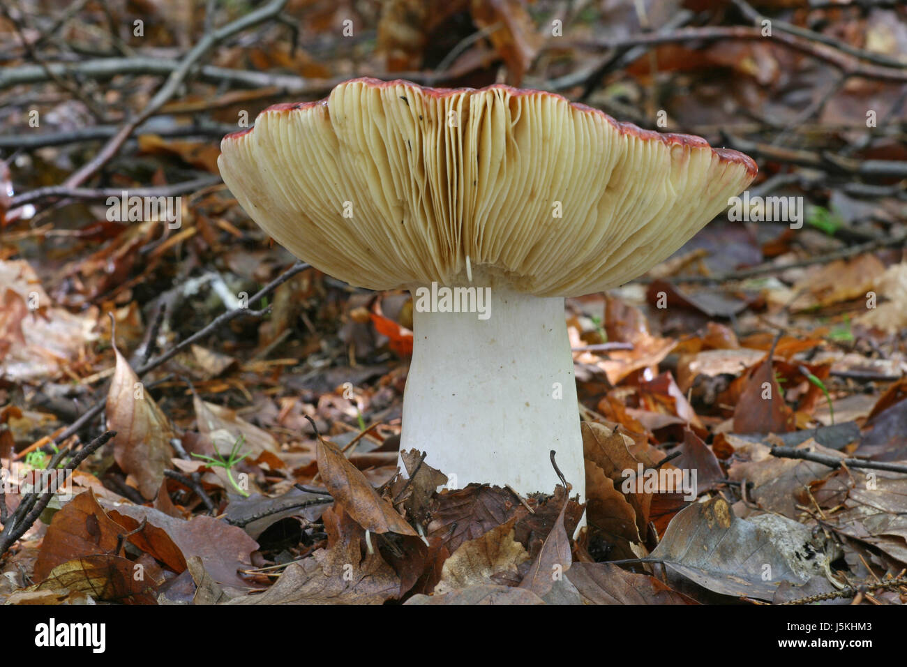 Point de vue de l'œil vers perspective champignon automne feuillage immangeable Banque D'Images