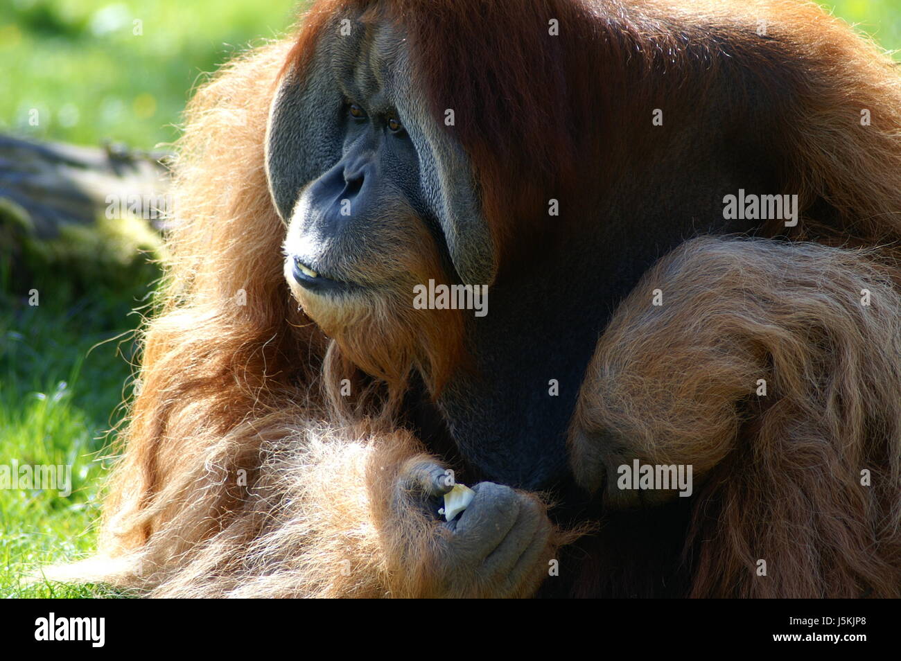 La forêt vierge de singe géant façon apprendre la sagesse de la forêt tropicale de l'orang-outan Banque D'Images