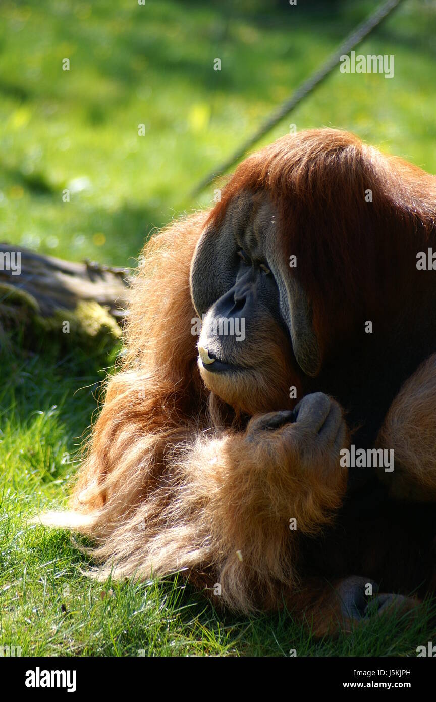 La forêt vierge de singe géant façon apprendre la sagesse de la forêt tropicale de l'orang-outan Banque D'Images
