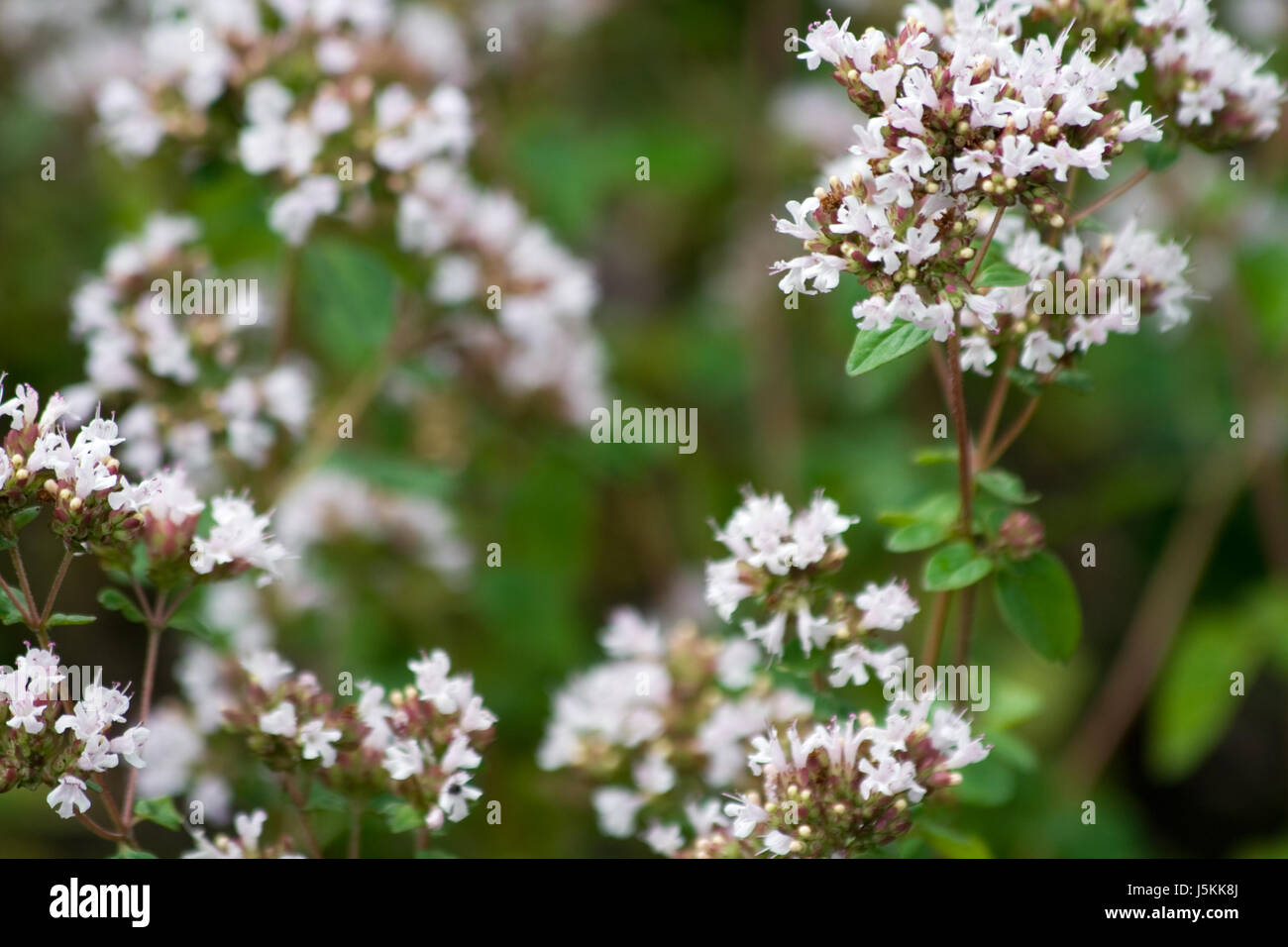 Jardin vert fleur fleurir jardins fleuris herb origan la Marjolaine Banque D'Images