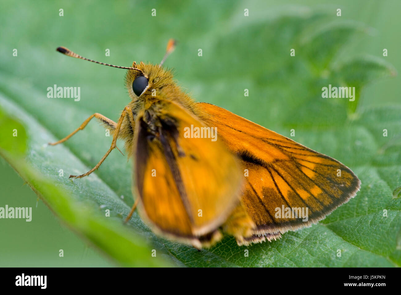 Macro Macro close-up admission vue en gros insectes de couleur animaux papillon Banque D'Images