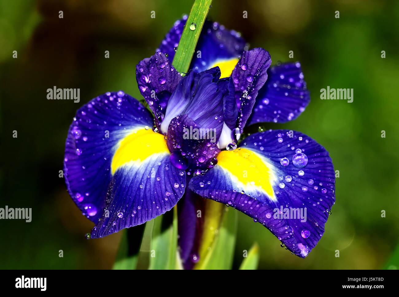 Macro close-up bleu admission macro vue en gros fleur plante humide lily vert Banque D'Images