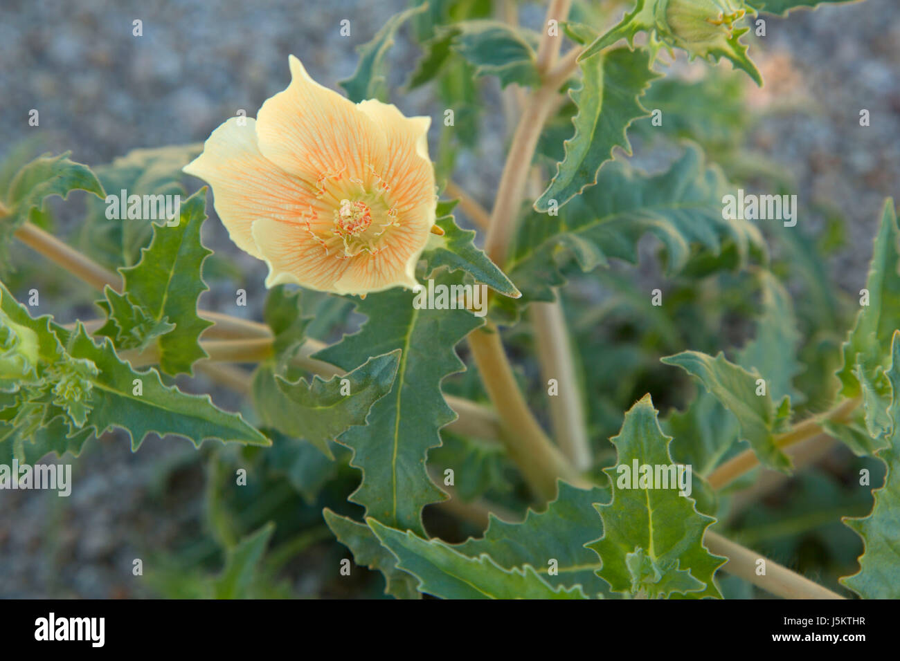 Liatris sable (Mentzelia involucrata), Joshua Tree National Park, Californie Banque D'Images