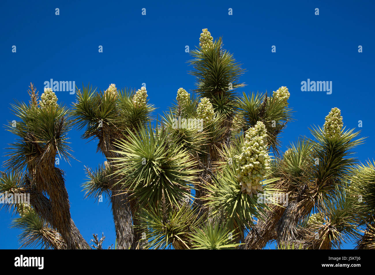 Joshua tree (Yucca brevifolia), Joshua Tree National Park, Californie Banque D'Images