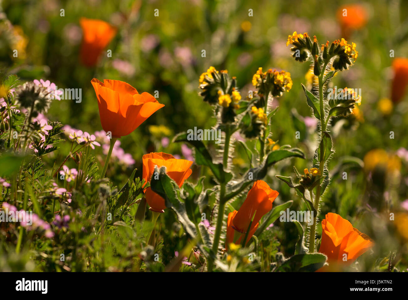 Le pavot de Californie (Eschscholzia californica), Antelope Valley California Poppy State Reserve, Californie Banque D'Images