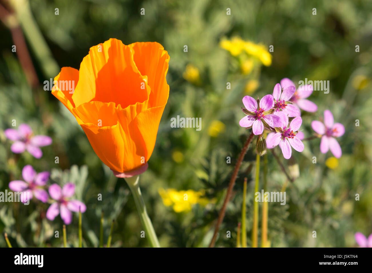Le pavot de Californie (Eschscholzia californica), Antelope Valley California Poppy State Reserve, Californie Banque D'Images