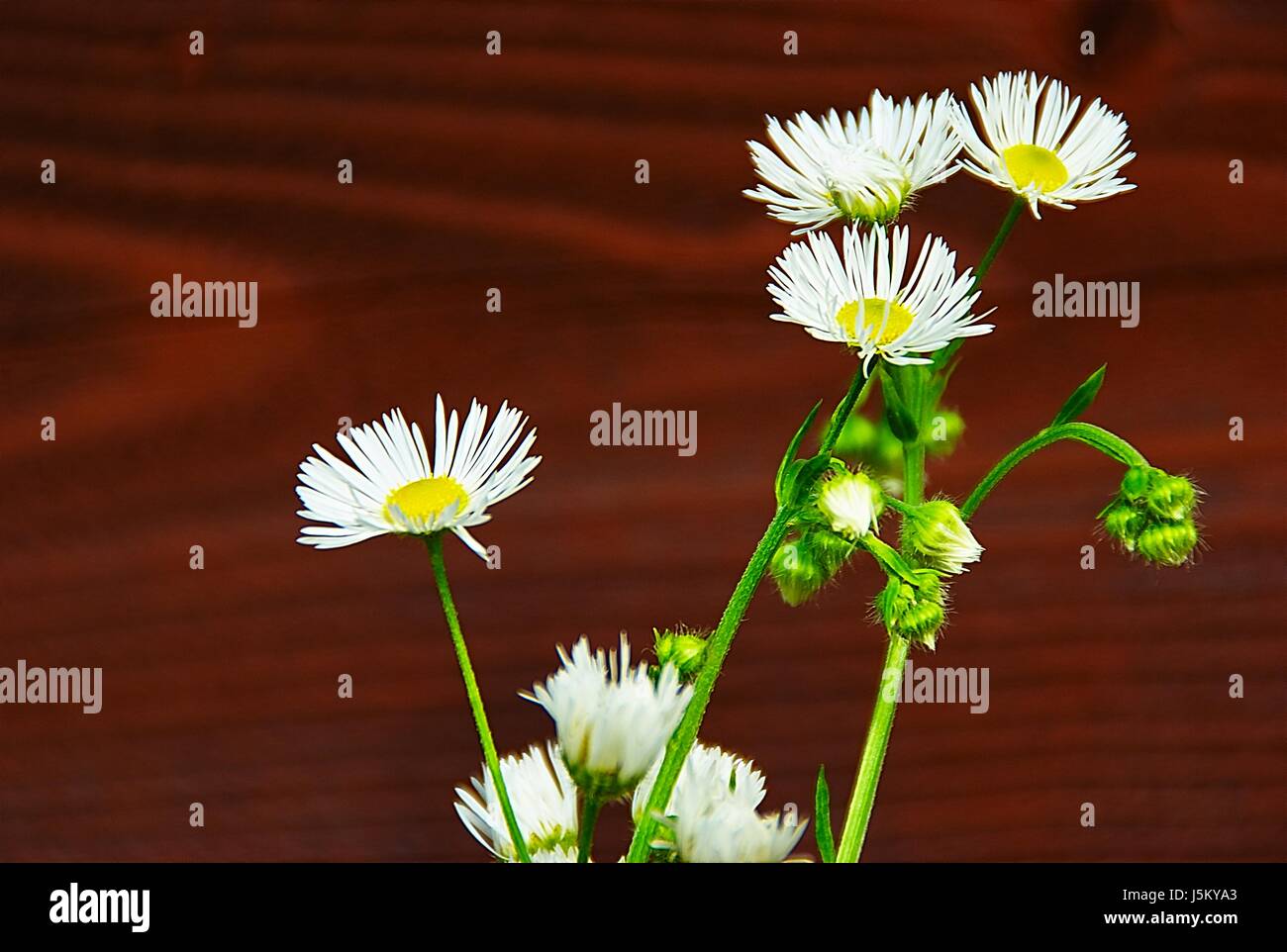 Fleur plante fleur fleurir sauvage florissante de l'été romantique summerly Banque D'Images