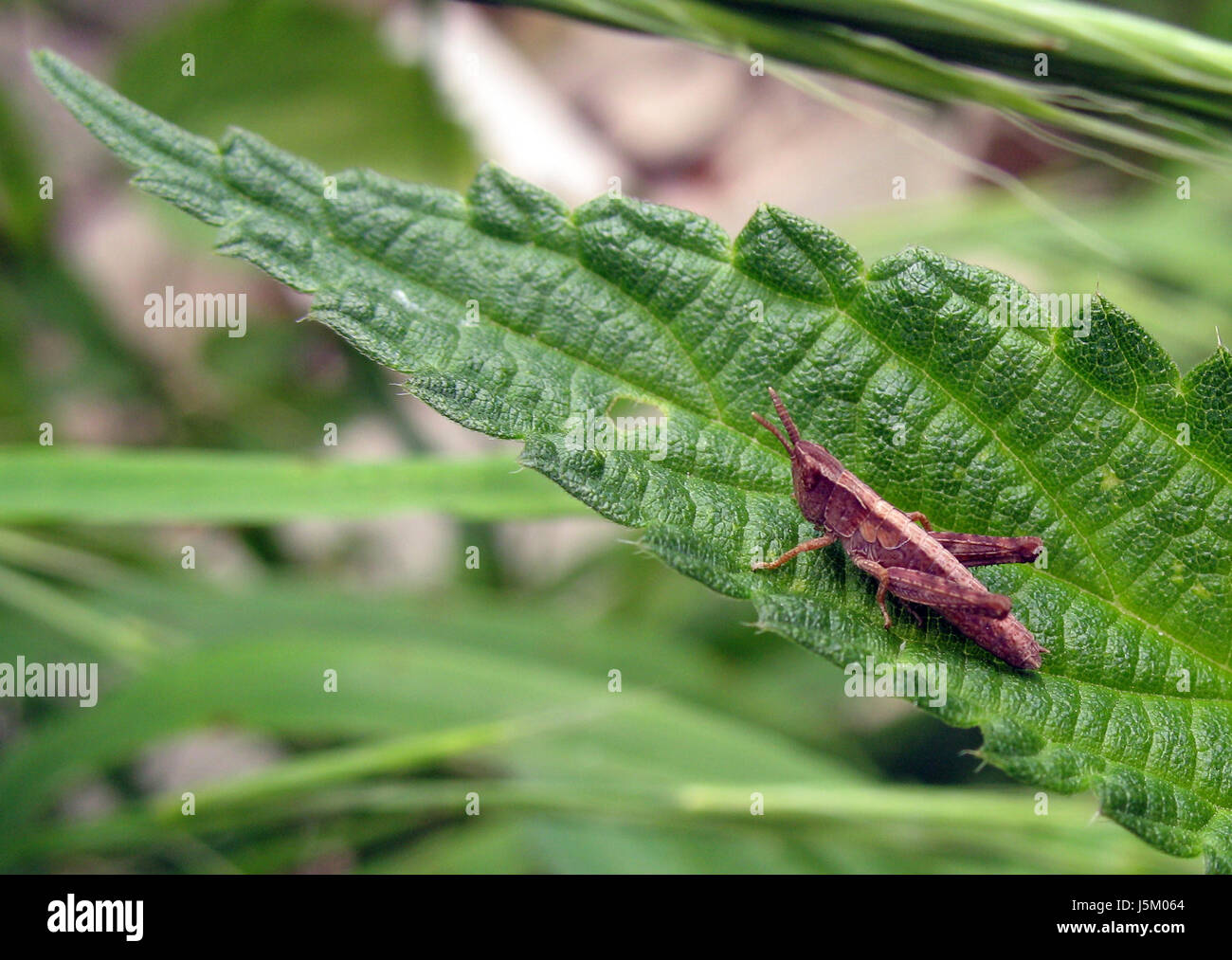 Macro close-up jambes admission macro vue en gros insecte animal brun vert Banque D'Images