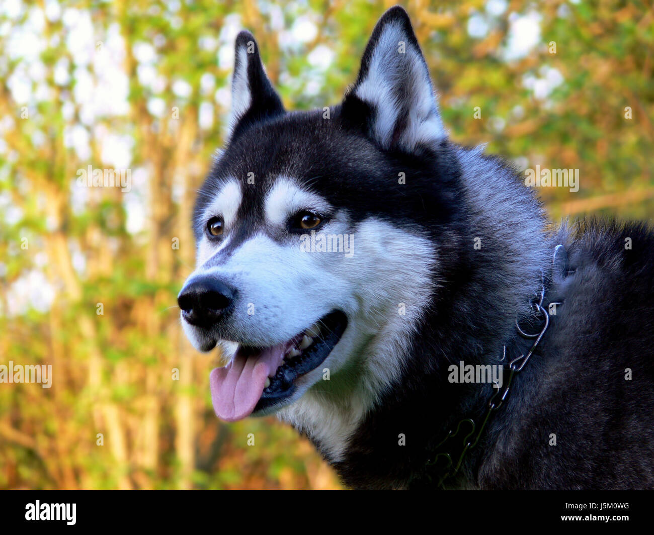 Yeux Peau chaîne collier chien husky de course hunderasse an der kette  Photo Stock - Alamy