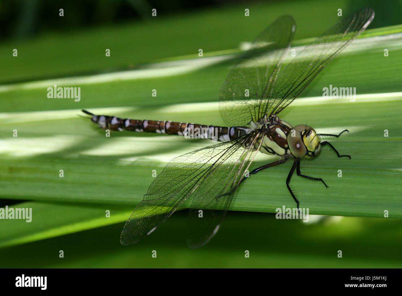 Insectes bleu jambes Vert Brun Brun Noir brun profond jetblack basané Banque D'Images