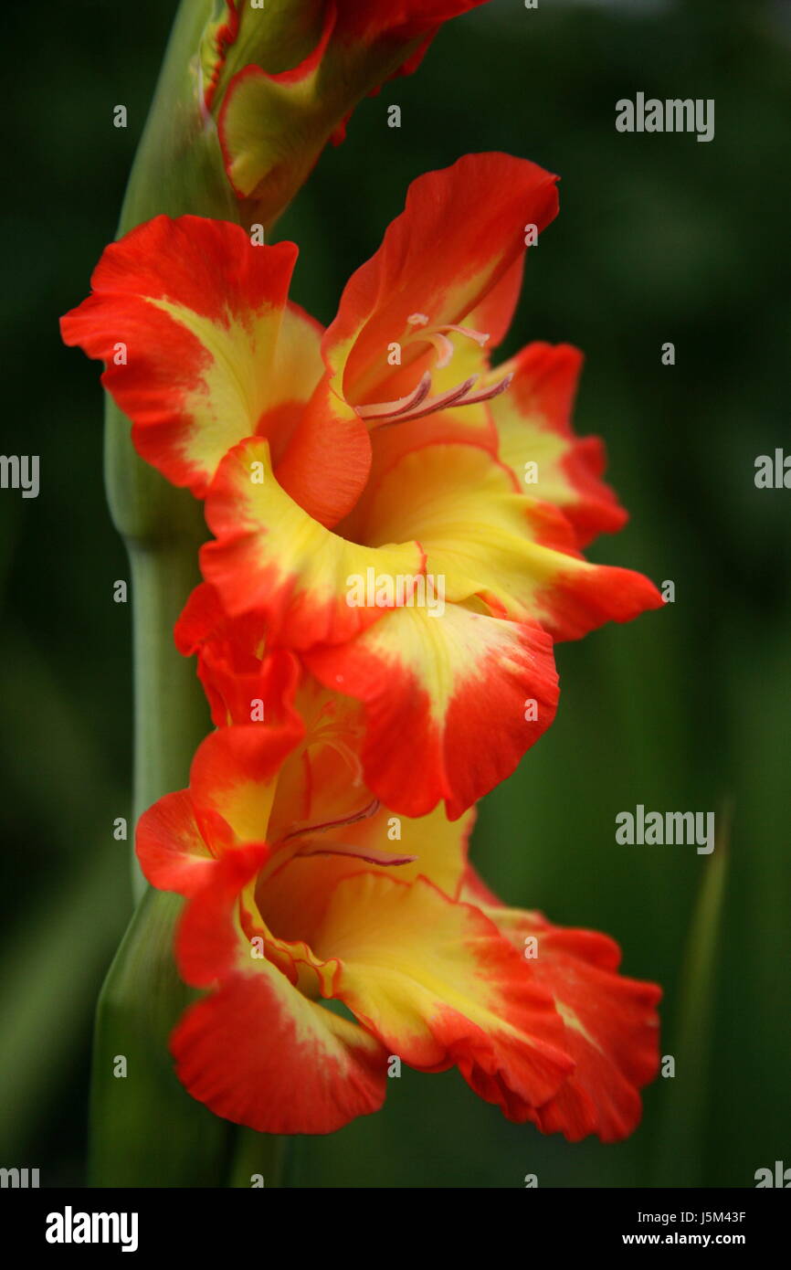 Macro Macro close-up admission vue en gros fleur plante fleur faune vert Banque D'Images