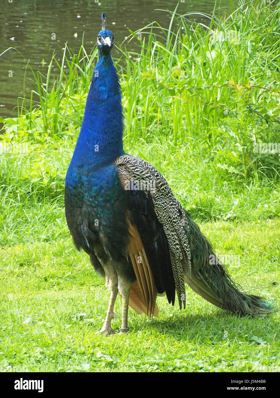 Belle beauteously de belle couleur coloré d'oiseaux multiples magnifiques Banque D'Images