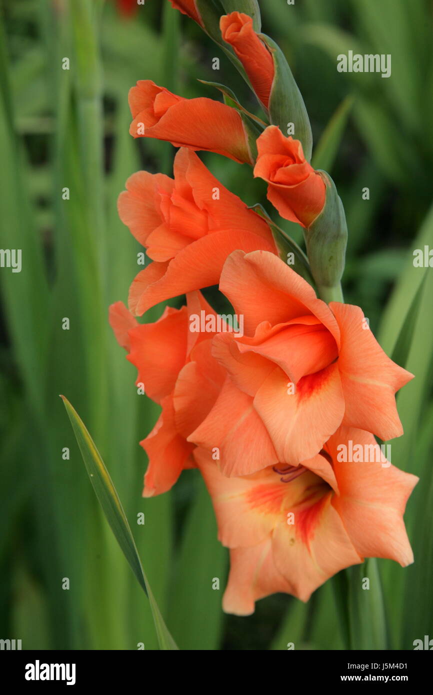 Macro close-up orange admission macro vue en gros fleur plante faune vert Banque D'Images