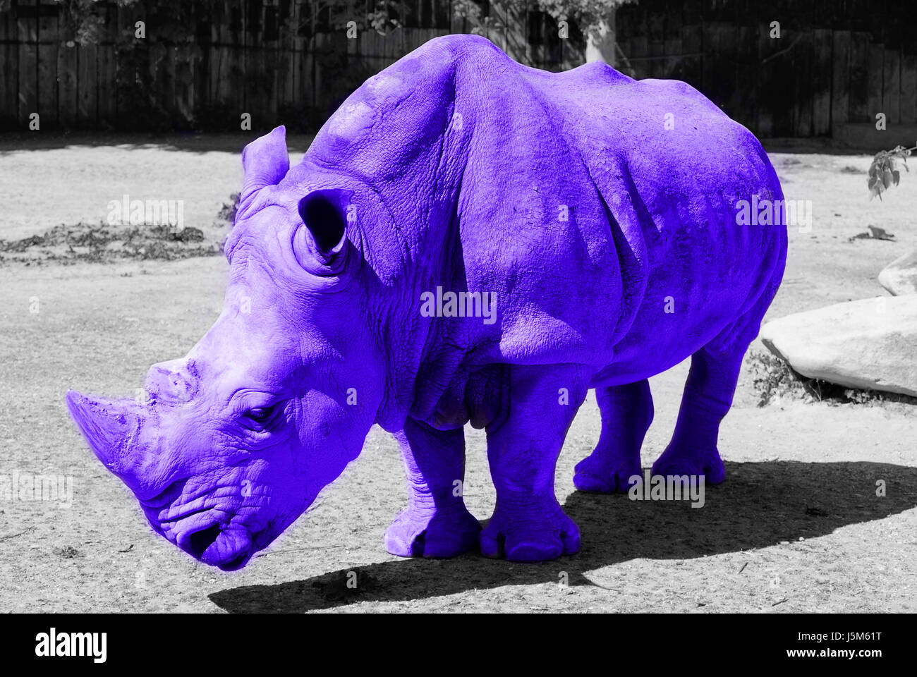 Blue rhino Banque D'Images