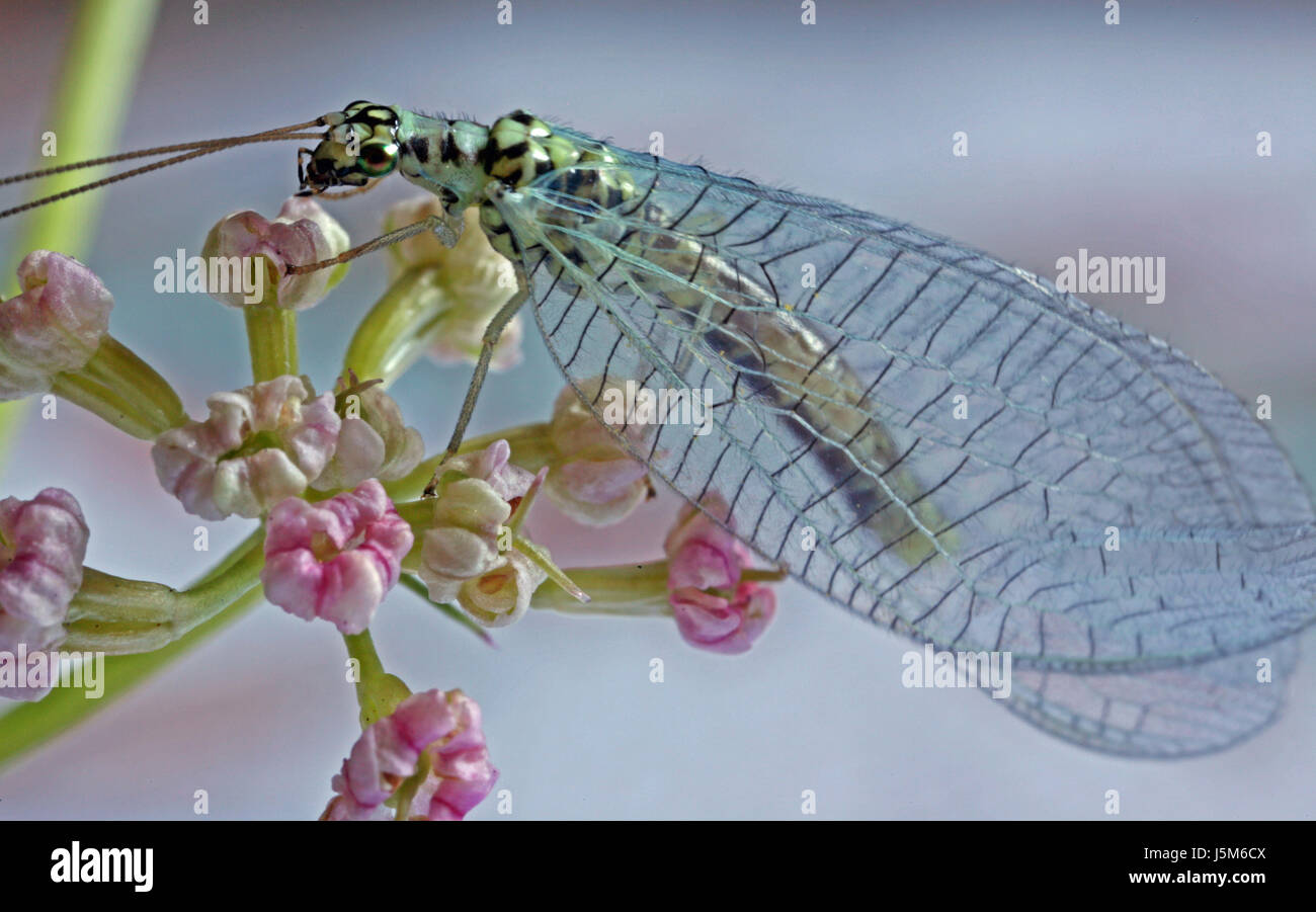 Aile Insect Insectes Insectes mouche aile verte gemeine antenne florfliege chrysopa ...
