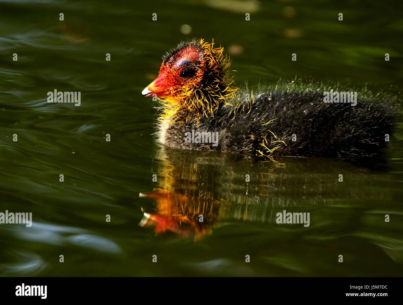 Bebe De Foulque Photo Stock Alamy Bebe De Foulque Photo Stock Alamy