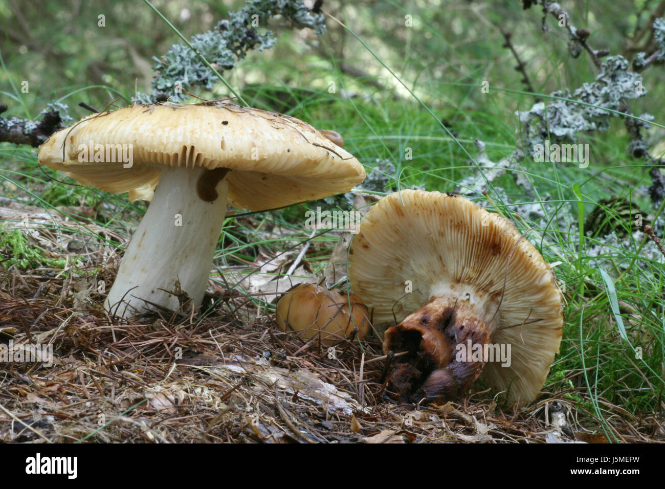 Champignon champignons non comestibles odeur odeur tubling tublinge stinktubling Banque D'Images