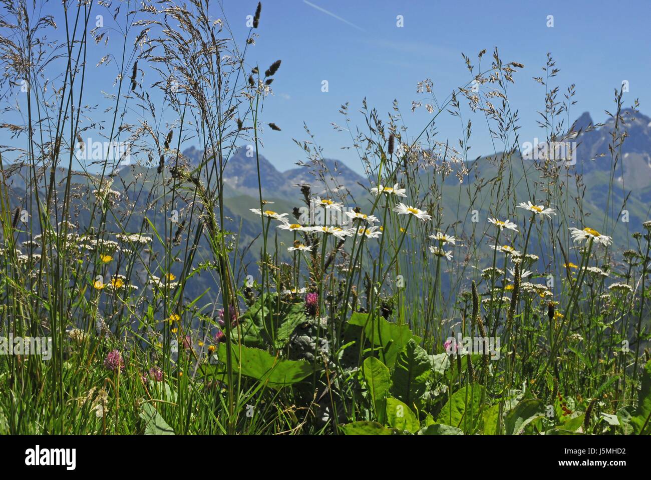 Fleurs de prairie contre allgu alpes Banque D'Images