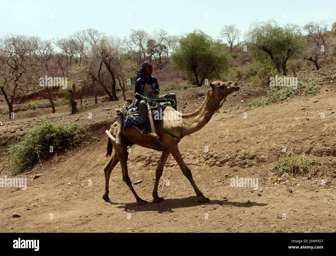 Tigré un homme monté sur son chameau dans les régions désertiques du nord-ouest de l'Éthiopie. Banque D'Images