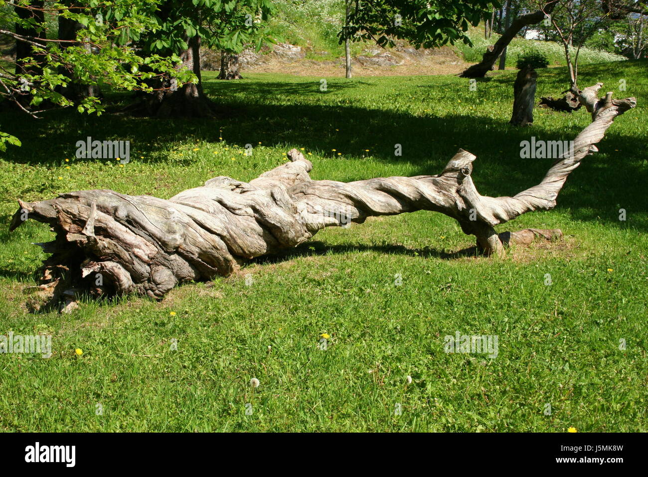 Parc arbre tronc de bois feuillus sont morts gisant se trouve absurde grove Banque D'Images