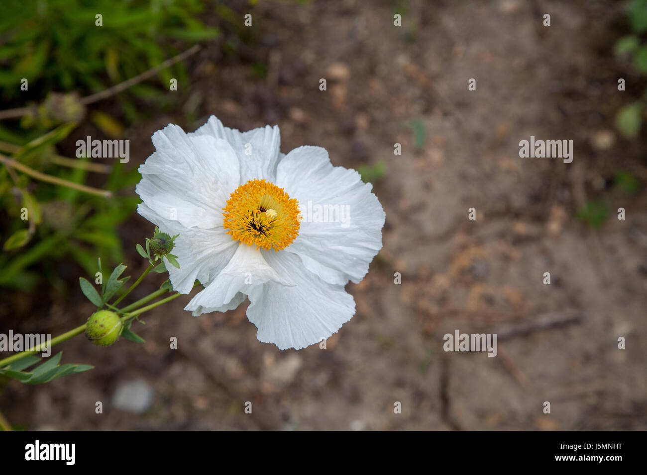 Isbn 2-07-059113-1 blanc coquelicot, Romneya trichocalyx fleurs, avec un centre jaune dans un jardin botanique de la Californie du Sud au printemps. Banque D'Images