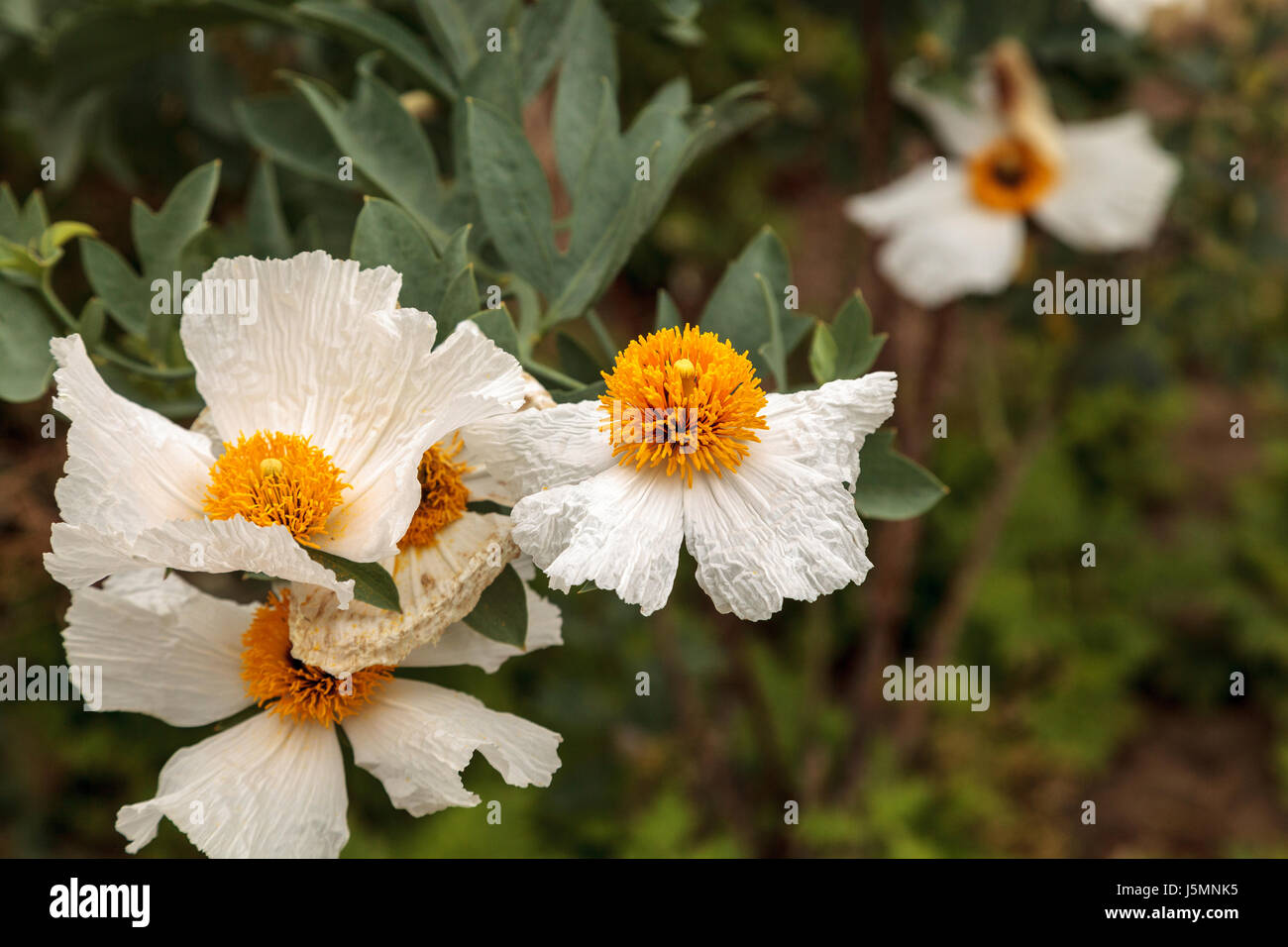Isbn 2-07-059113-1 blanc coquelicot, Romneya trichocalyx fleurs, avec un centre jaune dans un jardin botanique de la Californie du Sud au printemps. Banque D'Images