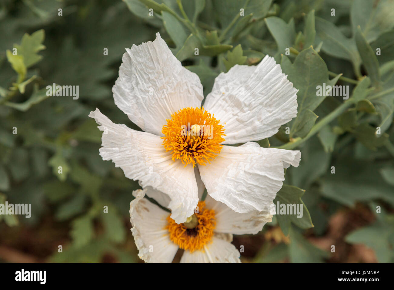 Isbn 2-07-059113-1 blanc coquelicot, Romneya trichocalyx fleurs, avec un centre jaune dans un jardin botanique de la Californie du Sud au printemps. Banque D'Images