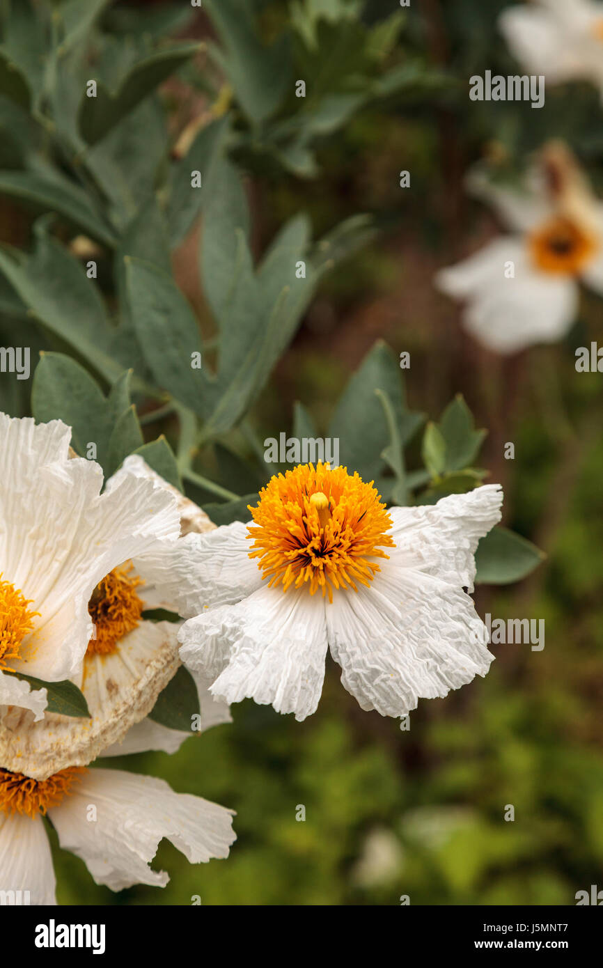 Isbn 2-07-059113-1 blanc coquelicot, Romneya trichocalyx fleurs, avec un centre jaune dans un jardin botanique de la Californie du Sud au printemps. Banque D'Images