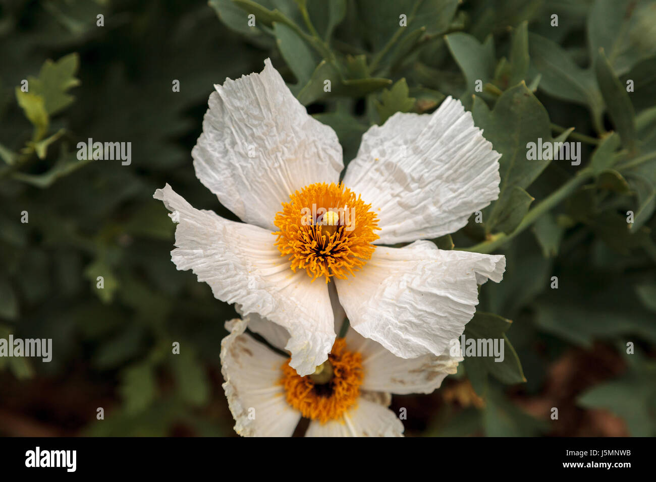 Isbn 2-07-059113-1 blanc coquelicot, Romneya trichocalyx fleurs, avec un centre jaune dans un jardin botanique de la Californie du Sud au printemps. Banque D'Images