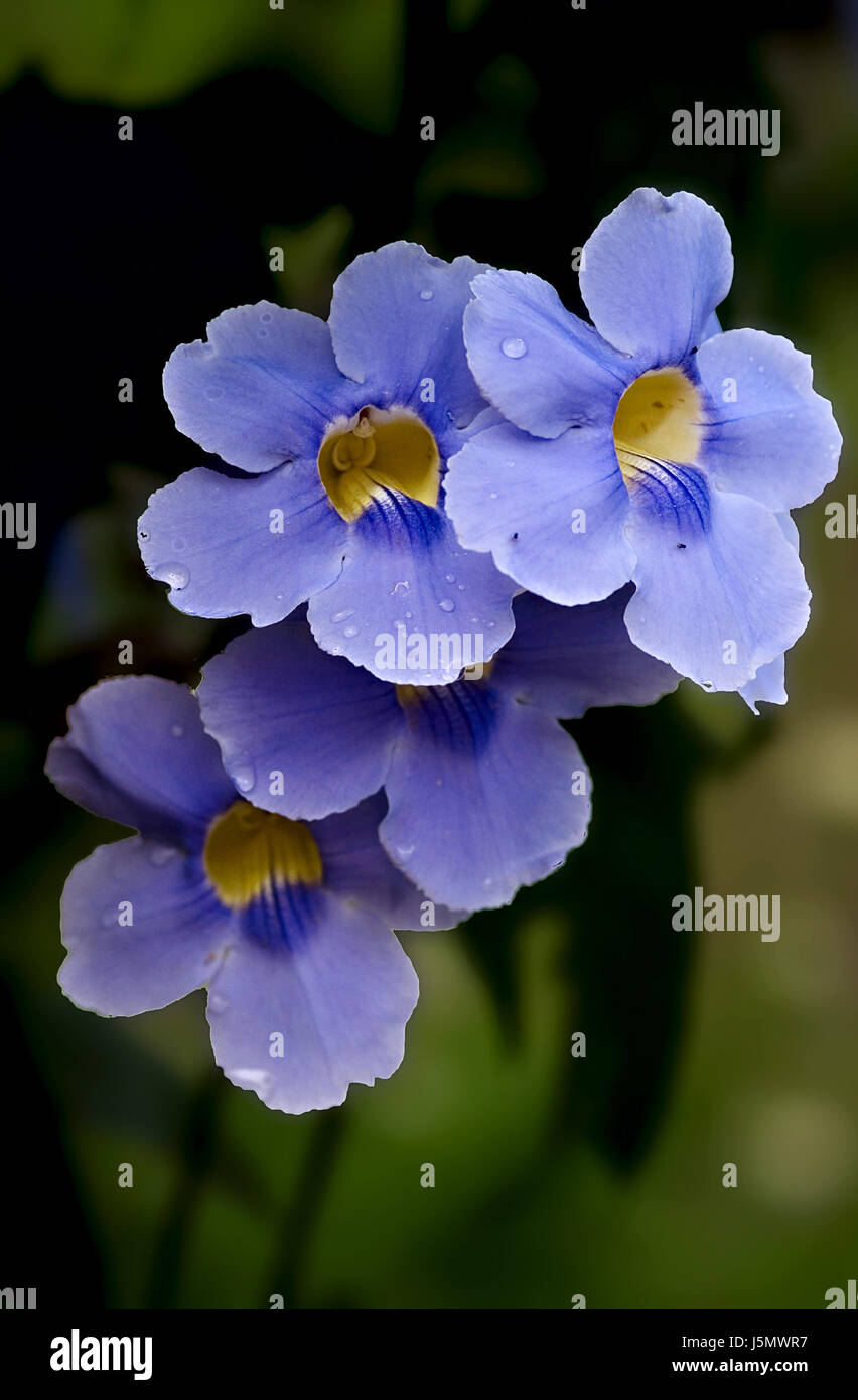 Fleur plante fleurs gouttes l kletterpflanze thunbergia purge blaue Banque D'Images