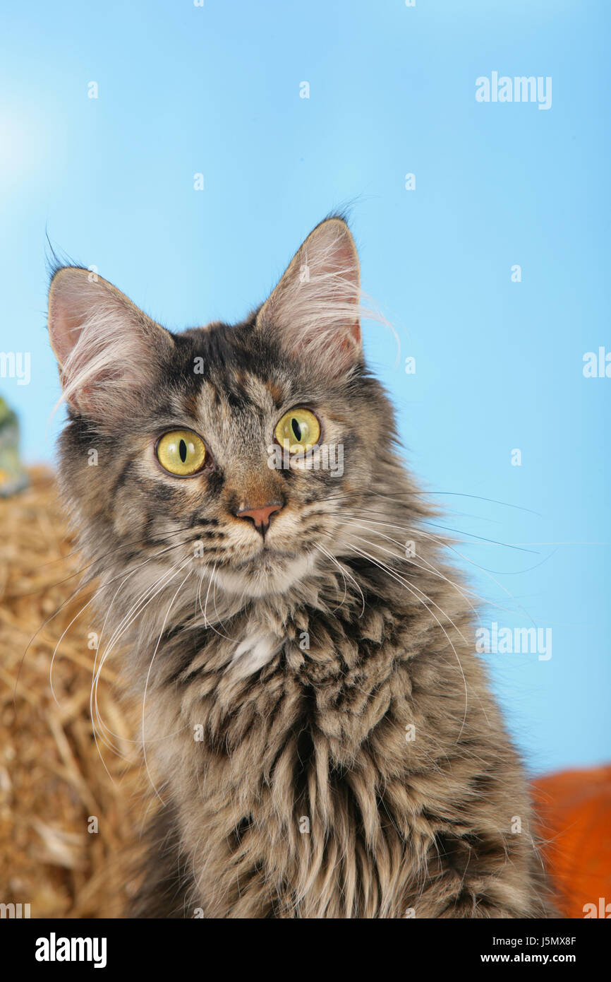 Animal Portrait Animaux Chats De Ragondin Raton Laveur Format Neutre Interieur Domestique Chat Minou Photo Stock Alamy Animal Portrait Animaux Chats De Ragondin Raton Laveur Format Neutre Interieur Domestique Chat Minou Photo Stock Alamy