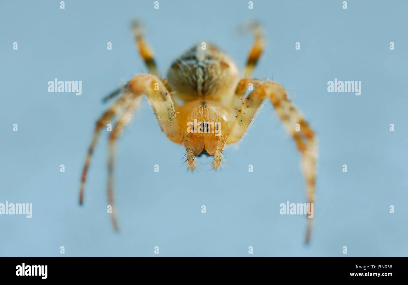 Macro Macro close-up admission vue en gros insectes araignée spin peur face Banque D'Images