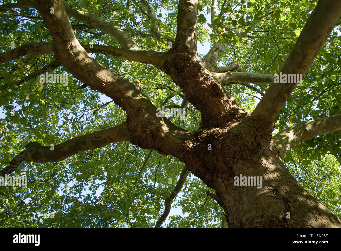 arbre Banque D'Images