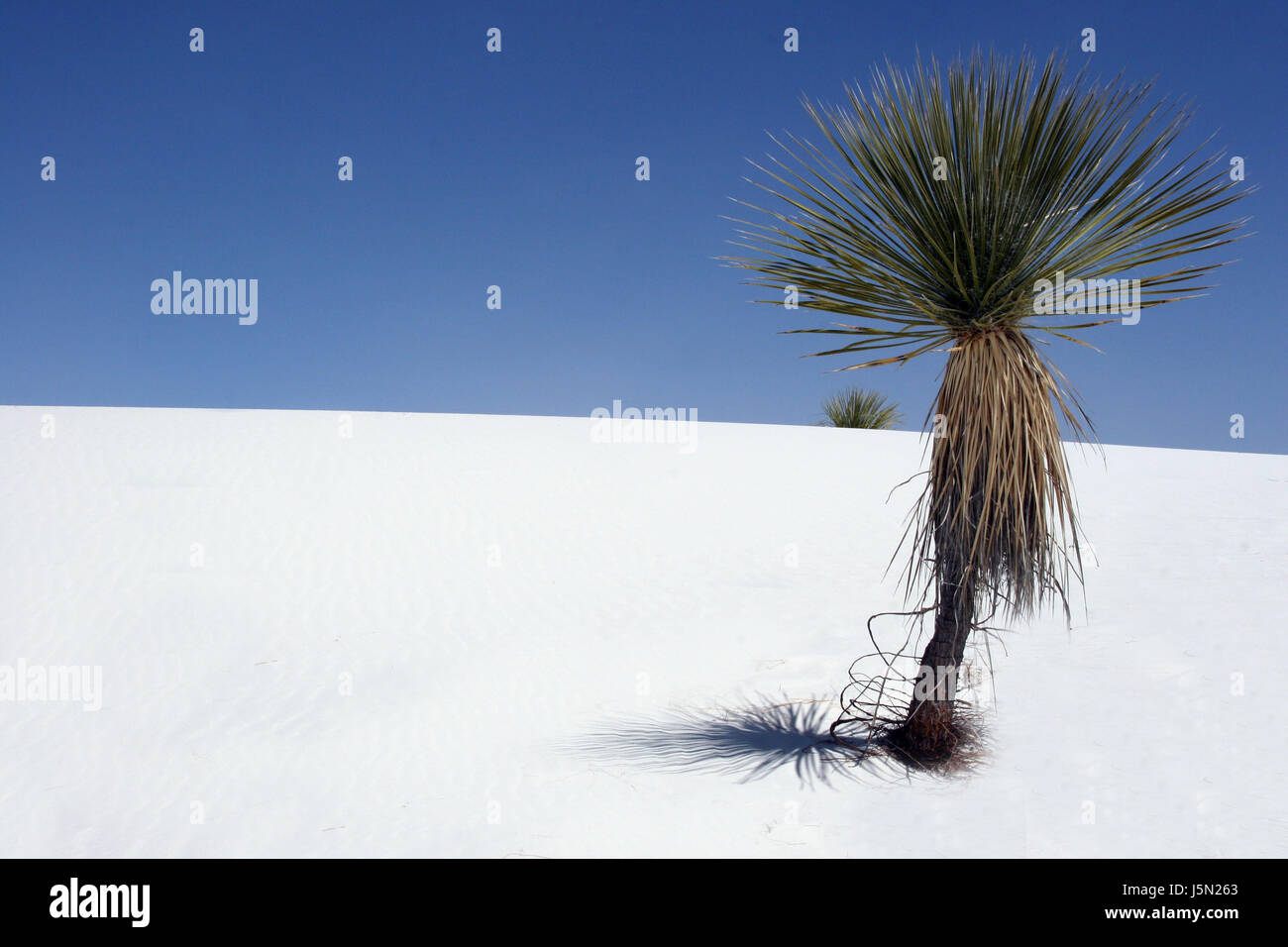 Rêve Amérique usa nature palms oasis sanctuaire-dunes dunes contraste palm tree Banque D'Images