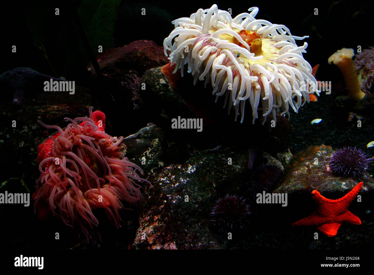 Sous l'eau salée du Pacifique usa mer océan l'eau plongée weightless anemone north Banque D'Images