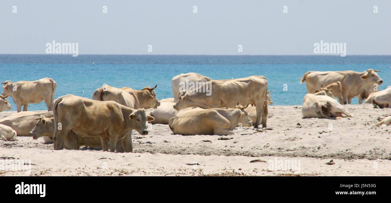 Les vaches sur la plage Banque D'Images