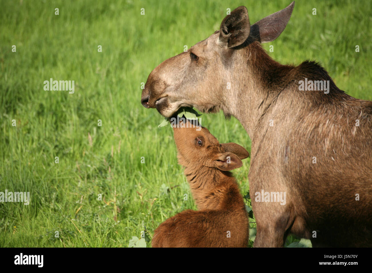 Mammifère animal portrait Asie Europe jeunes mères vache veau elks animale au nord Banque D'Images