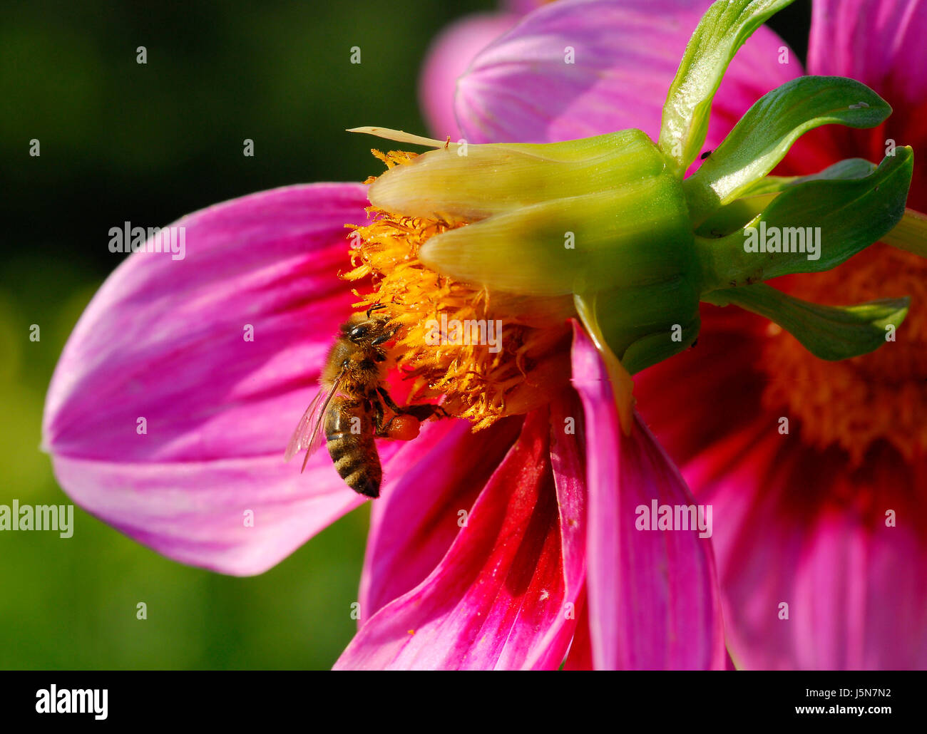 Macro Macro close-up admission vue en gros insectes plantes fleurs fleur Banque D'Images