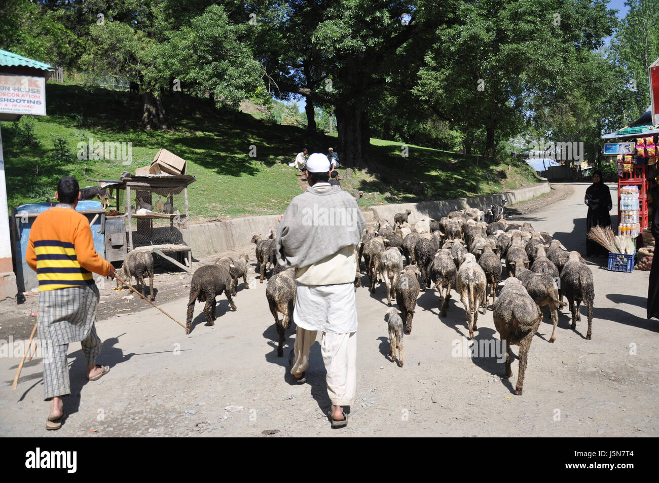 Cachemire, troupeau de moutons s'éloignent, Berger de Kashmiri avec leur herbe (photo Copyright © par Saji Maramon) Banque D'Images