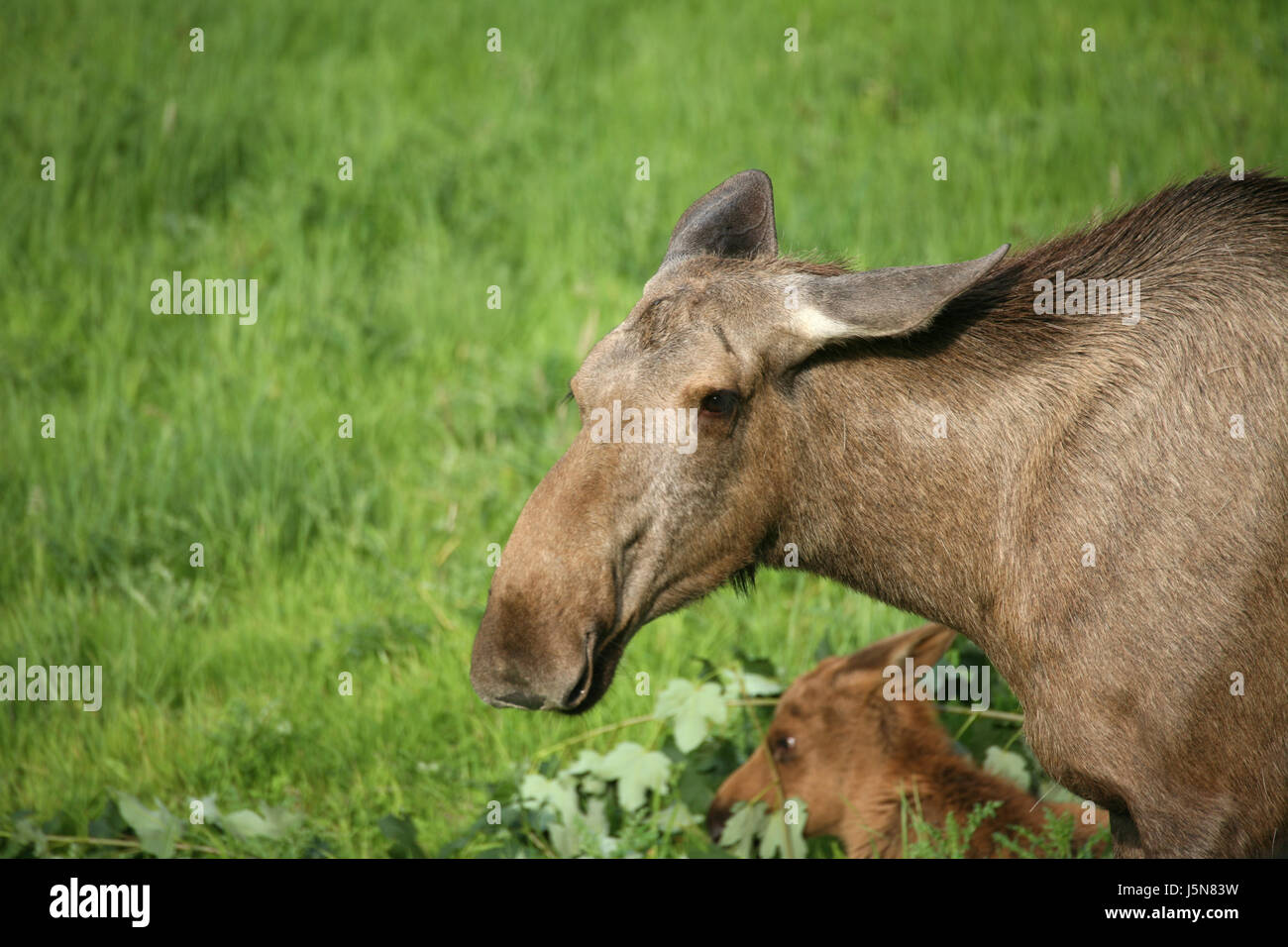 Mammifère animal portrait Asie Europe jeunes mères vache veau elks animale au nord Banque D'Images