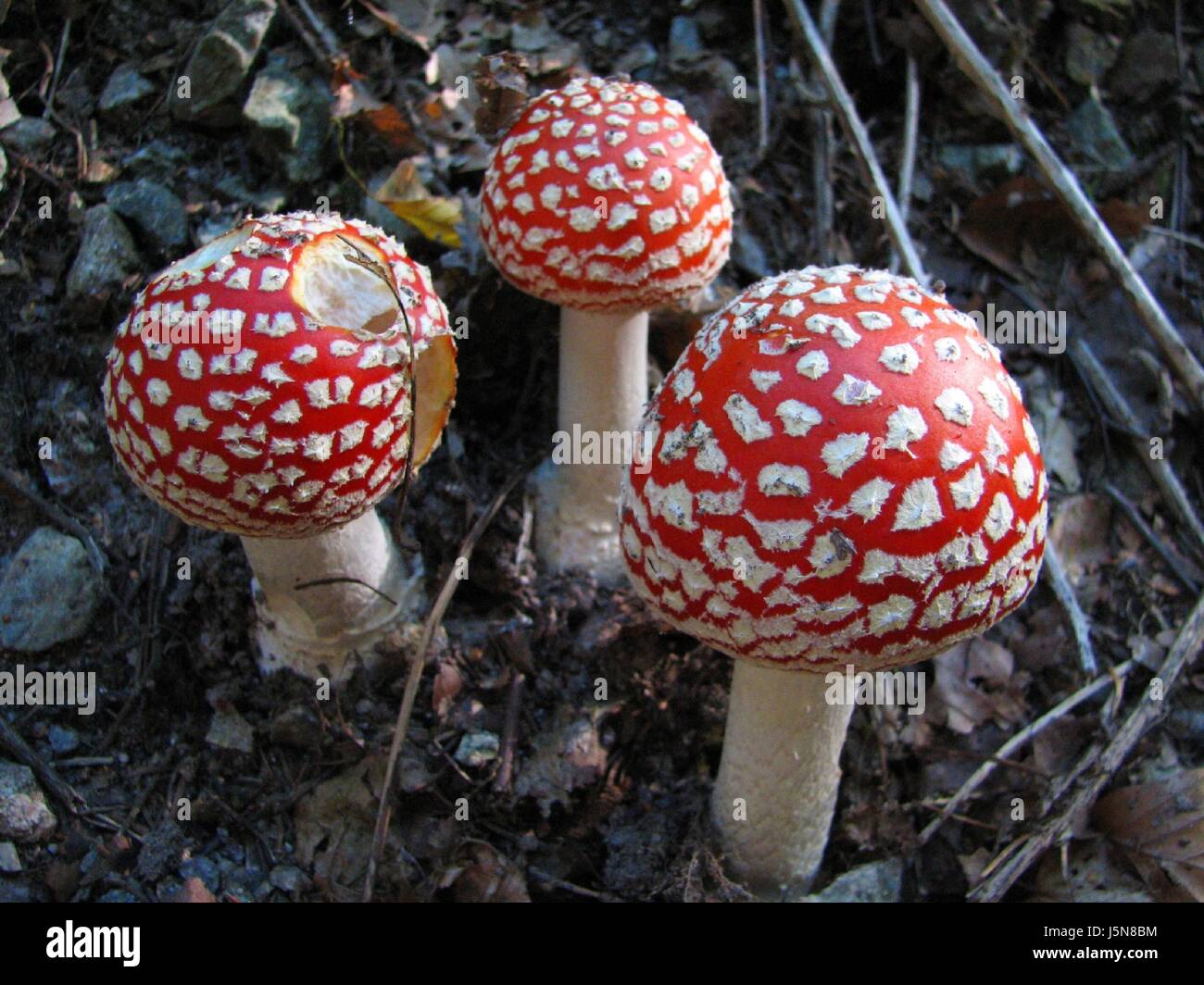 Européen contraste blanc caucasien fée champignon agaric fly group Banque D'Images