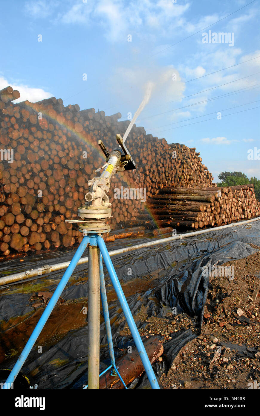Matière première bois bois matériau de construction bois stratifié irriguer humide Banque D'Images