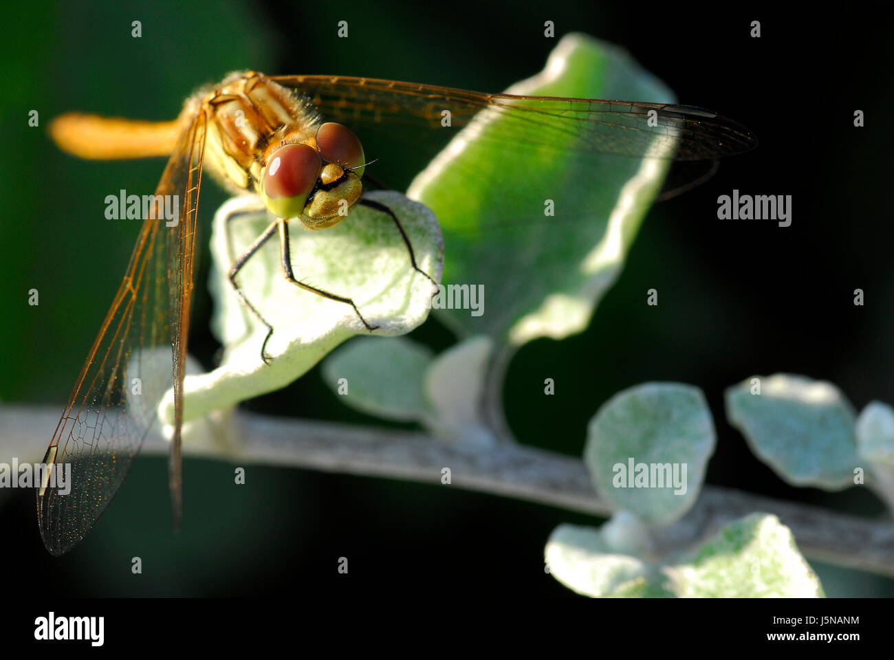 Macro Macro close-up admission vue en gros insectes insectes calme libellule Banque D'Images