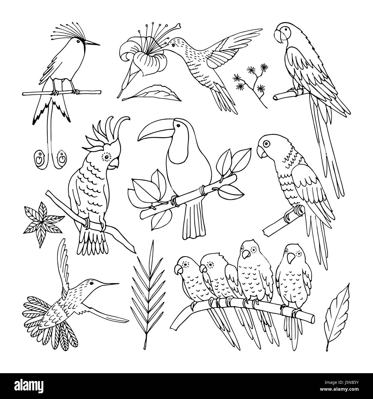 Des oiseaux tropicaux, illustration, vector Illustration de Vecteur Des oiseaux tropicaux, illustration, vector Illustration de Vecteur