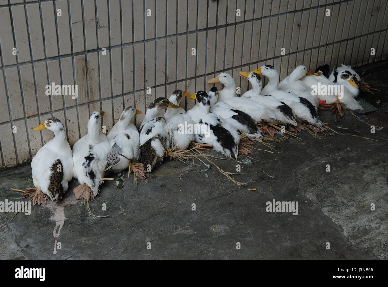 L'agriculture d'oiseaux oiseaux canard bec agriculture agriculteur agricole stable de poulet des animaux de ferme Banque D'Images