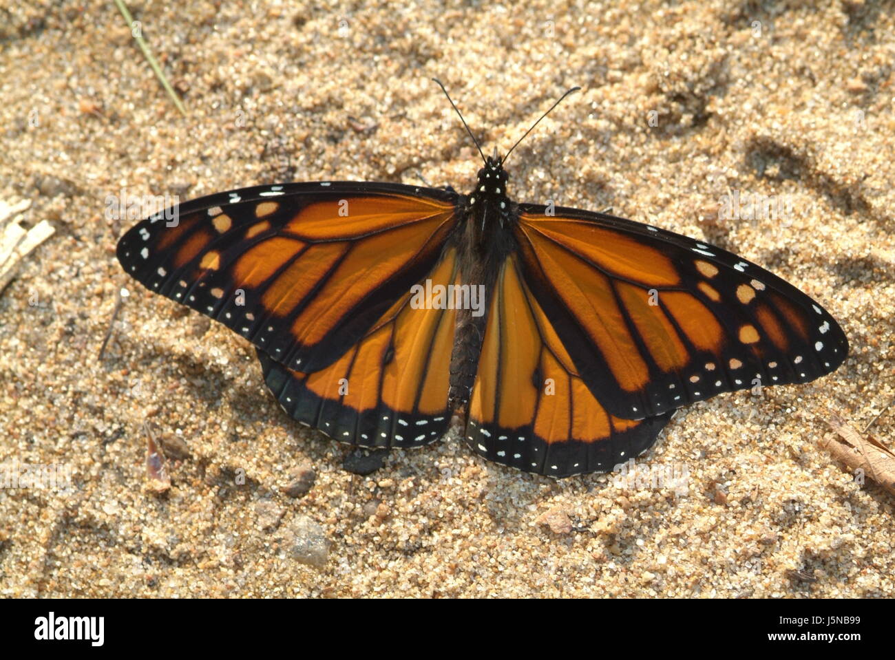 Aliment alimentaire butterfly beach la plage de bord de mer jetblack basané noir Banque D'Images