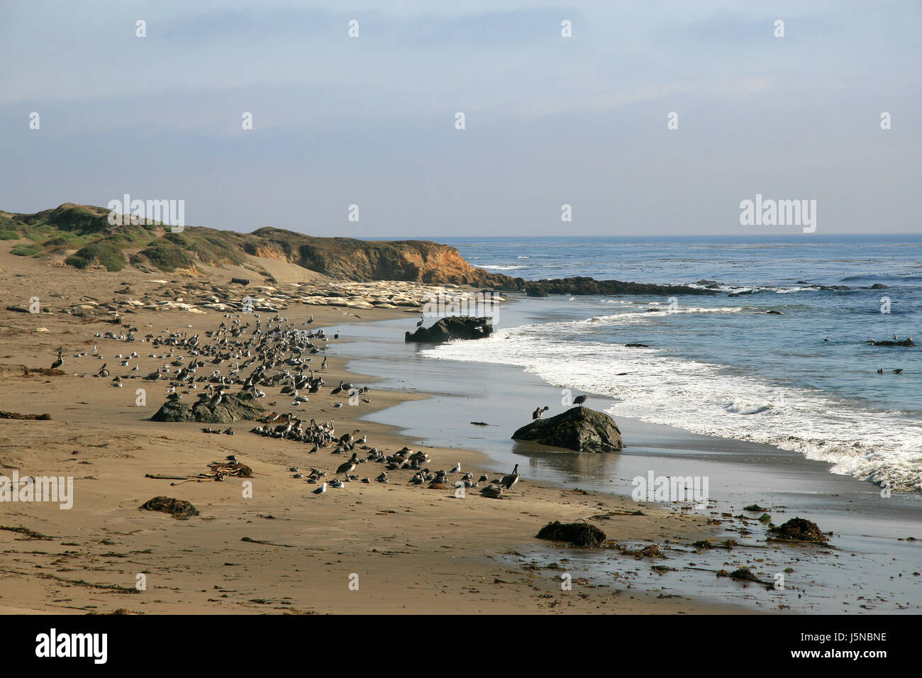 L'eau salée du Pacifique Californie mer océan eau de mer la plage d'oiseaux de la pointe Banque D'Images